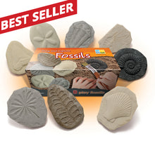 Load image into Gallery viewer, Fossils - yellow door
