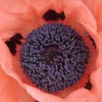 Egg Box Garden - Poppy