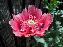 Load image into Gallery viewer, Egg Box Garden - Poppy